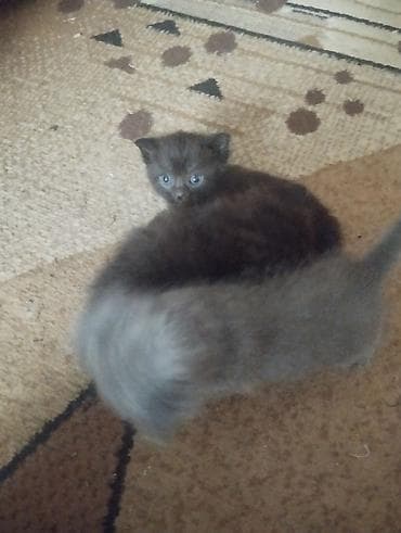 серые котята: Котятаотдам - Окрас: один серый дымчатый, второй тёмный третий — 2