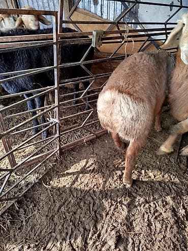 сөөл жан: Сатам | Кочкор (эркек) | Арашан — 4