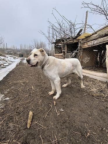 Алабай, 1 год, Самец
