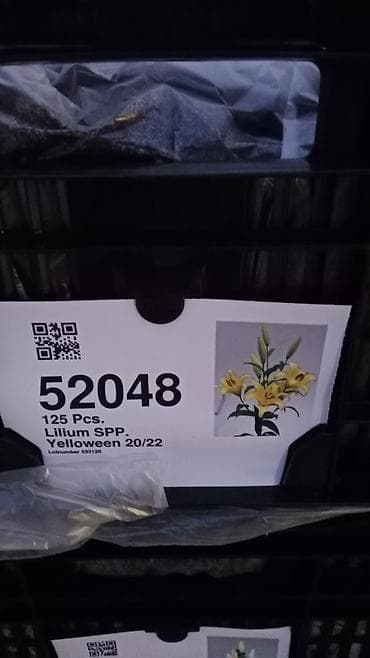 Луковицы лилий (Lilium spp.) — профессиональные сортовые партии