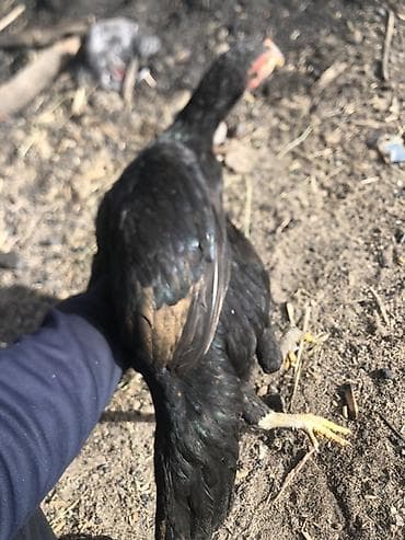 перепелки клетки: Продаю | Куры | Бойцовая | Для разведения — 4