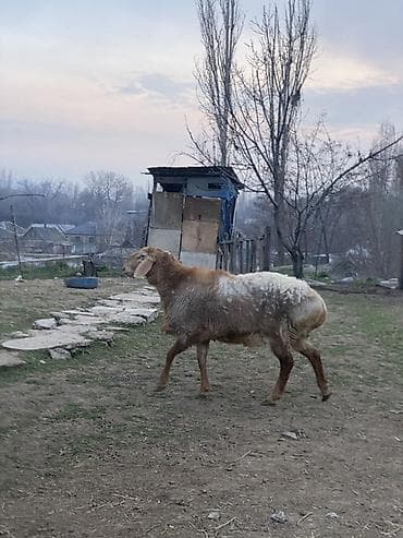 гисары бараны: Продаю | Овца (самка), Баран (самец) | Арашан | Для разведения | Племенные — 2