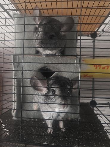 сколько стоит вислоухие кошки: Продаётся пара шиншилл (мальчик и девочка), возраст 1 год. Животные — 4