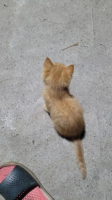 котёнок токмок: 2 месяца, Мальчик — 5