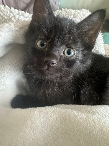 купить британского короткошерстного котенка: Кошка даром: Беспородная, 3 месяца, Мальчик, Метис — 2