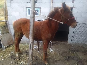 Жылкылар, аттар: Сатам | Тай — 2