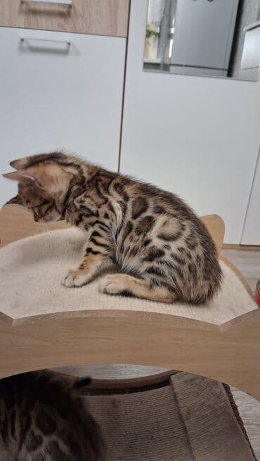 немецкая овчарка щенок в оше: Бенгальская, 2 месяца, Девочка, Приучена к лотку, Проглистована, С документами — 6