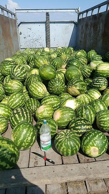 Дарбыздар Дүңүнөн, Акысыз жеткирүү