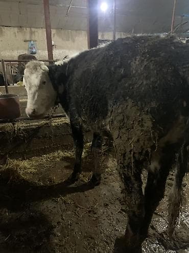 коровы дойные: Продаю | Корова (самка) | Для молока | Привязанные — 7