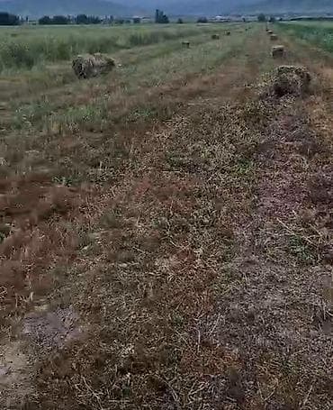 кара балта мал: С поля чоп сатылат 90 тук баасы 170 сом с поля — 1
