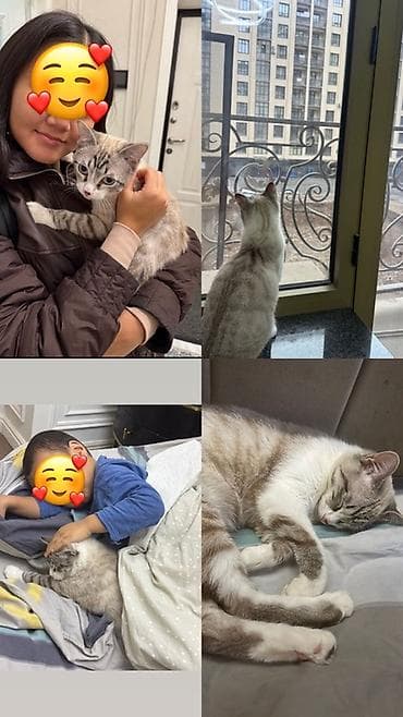 1 год, Мальчик, Приучена к лотку