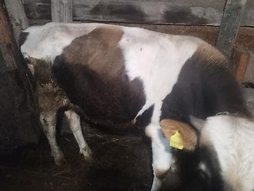 Продаю | Бык (самец) | На откорм | Племенные