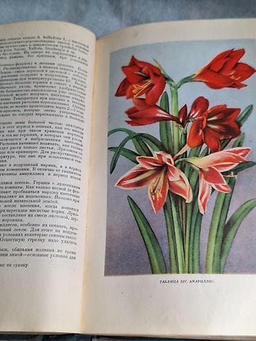 мед книга купить: ЦВЕТОВОДСТВО. Антикварная книга Г. Киселев Москва 1952 Тираж 75.000 — 7