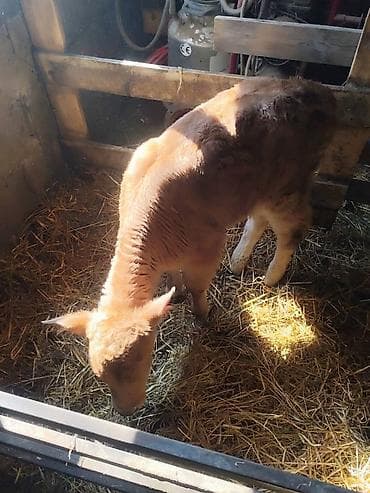 карова быки: Продаю | Музоо, торпок | Для молока | Искусственник — 5