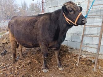 продажа щенков немецкой овчарки с документами в бишкеке: Сатам | Уй (ургаачы) | Алатоолук | Көбөйтүү үчүн, Сүт алуу үчүн | Бооз, Асыл тукумдуу — 3