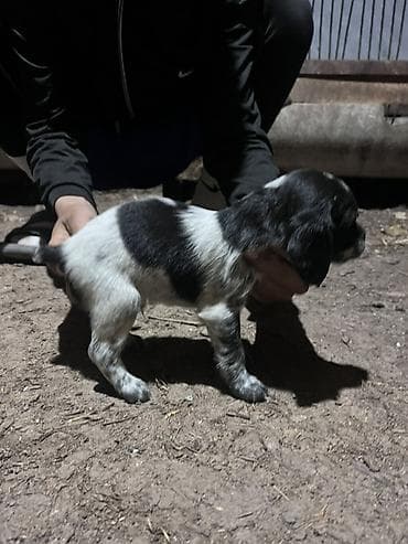 бенгальская кошка домашняя: Щенок с черно-белым окрасом, коротким хвостиком и плотным костяком — 7