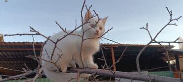 отдам кошечку в добрые руки: Котята - Два очаровательных малыша: один полностью серый (дымчатый — 1