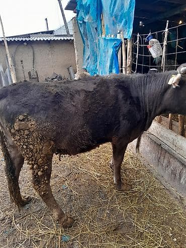 коровы животные: Продаю | Корова (самка) | Полукровка | Для молока | Привязанные — 1