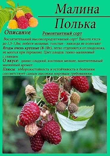 оптом овощи фрукты: Малина В розницу, Оптом, Бесплатная доставка — 2
