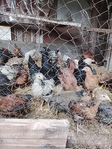 кролики фландр крол: Продаю | Цыплята | Для разведения — 1