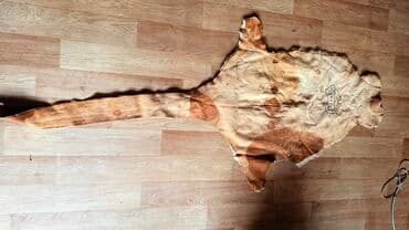 дополнительные приборы: Продаю кожу В отличном состоянии Тел 0.55. 9. 3. 2. 0. 5. 3. 1 Есть — 3