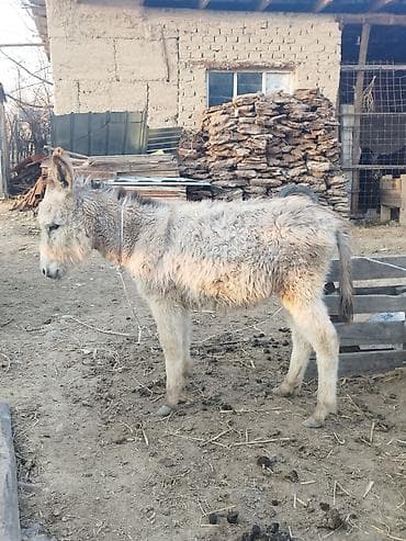 С/х животные и товары: 6 айлык кодик сатылат кулук характерлери жакшы тиштебейт — 2