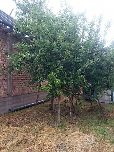Продажа домов: Недостроенный кирпичный дом с участком - Материал стен: полнотелый — 3