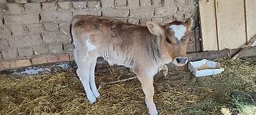 кой сойу: Продаю | Музоо, торпок | На откорм, Для разведения — 2