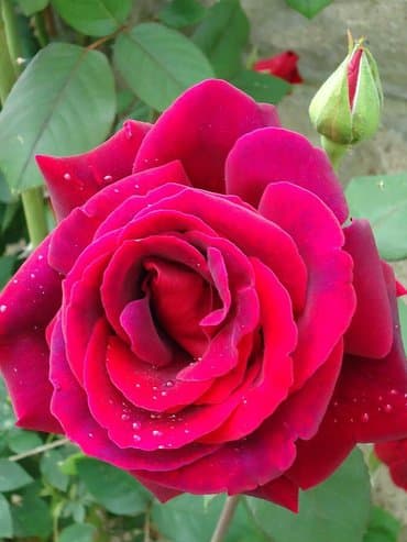 семена клевера в бишкеке: Көчөттөр гүлдүн: Розалар, Өзү алып кетүү, Акылуу жеткирүү — 3