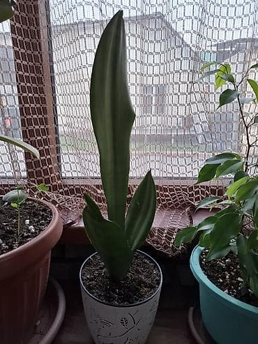 комнатные светы: Сансевьерия — 3