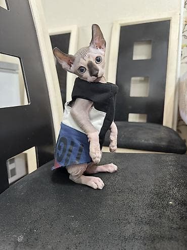 Вязка кошек: Сфинкс эльф! Мама банбино папа эльфкотика покупали в Казахстанетак — 6