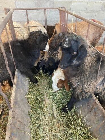 дом кошек: Продаю | Коза (самка), Козлёнок — 2