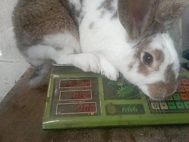 Продаю | Крольчиха (самка) | Фландр | Для разведения | Племенные