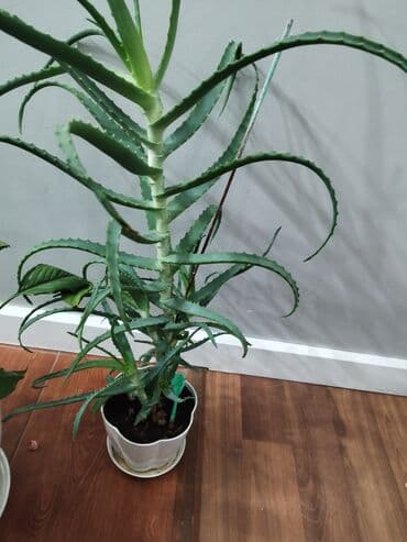 сколько стоят гипсофилы: Растения продаем фото : стоимость 1фото Алоя-300сом 2 фото женское — 4