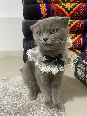 Шотландская вислоухая кошка (окрас: сплошной серый/blue). - Плюшевая