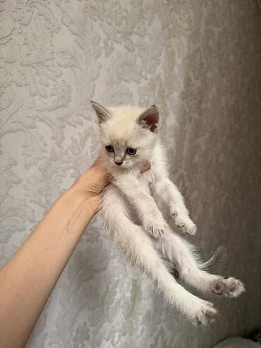 Отдам даром кошку: Бесплатно Котёнок, окрас сил-пойнт (светлая шерсть с серо‑дымчатыми — 3