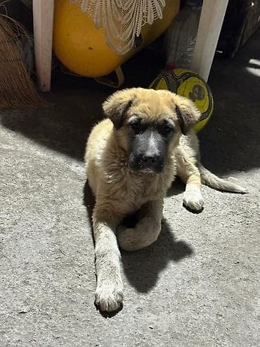 саванна кошка купить: Щенок, метис крупной породы - Пол: сука цена 3000 вся инфо по — 3