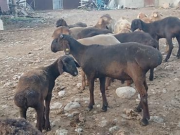 ретривер золотистый цена: Продаю | Овца (самка) | Для разведения | Племенные — 6