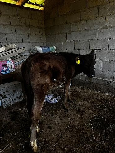 уй сатылат бишкек 2022: Сатам | Музоо | Бордоп семиртүү үчүн — 4