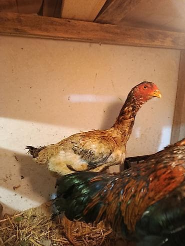 теке кара балта: Продаю | Куры | Бойцовая | Для разведения — 2