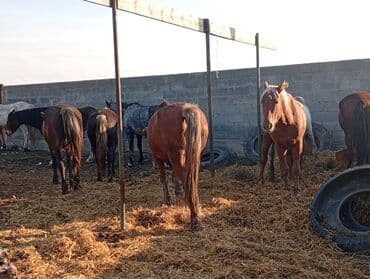 Продаю | Жеребенок | Для разведения | Племенные at lalafo.kg Продаю | Жеребенок | Для разведения | Племенные