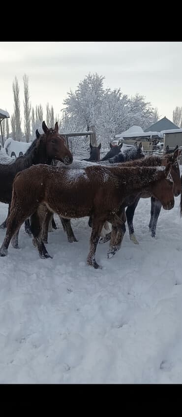 дом животных: Продаю | Жеребенок | Для разведения | Племенные — 1