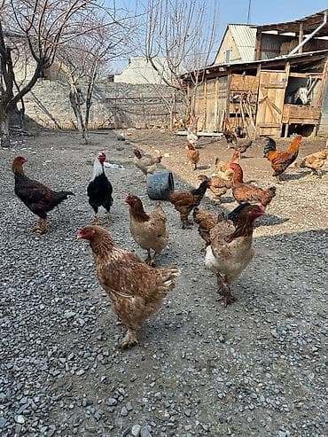 Коровы, быки: Продаю | Куры | Для разведения — 3