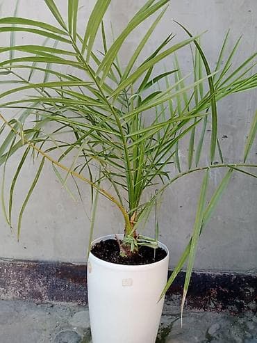 Пальма финиковая (Phoenix dactylifera) в высоком белом кашпо. -