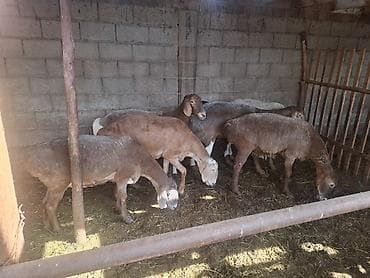 куплю тук: Продаю | Овца (самка) | Для разведения | Матка — 3