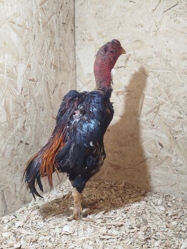 домик для кролика: Продаю | Куры — 7