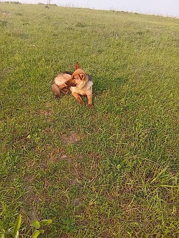 овчарка ит: Немецкая овчарка, 1 год, Самка, С прививкой — 3