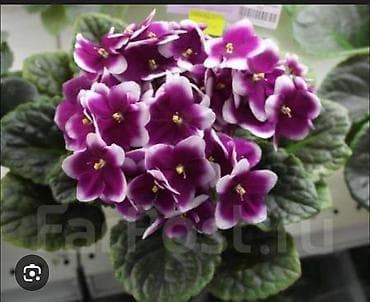 рыбы аквариум: Продаю детки сортовых фиалок,около 200 сортов🌺🌿🌺. 100сом. Есть — 6
