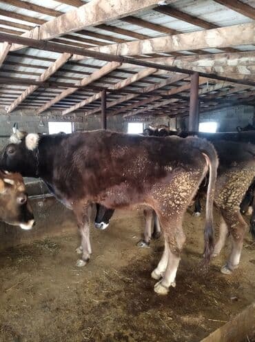 племенные коровы: Продаю | Тёлка | Швицкая — 4
