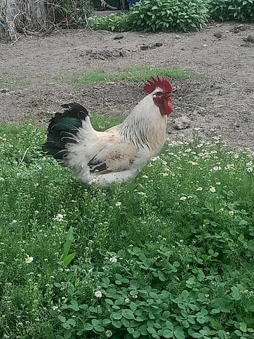 кой рамановский: Продаю | Петух | Для разведения — 5